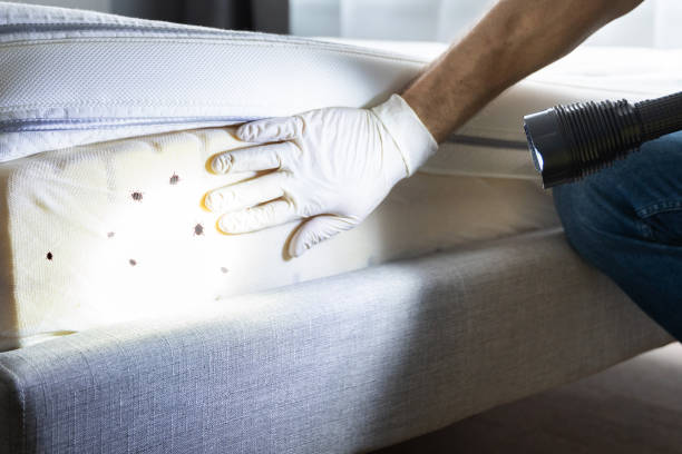Best Emergency Pest Control  in Curtice, OH