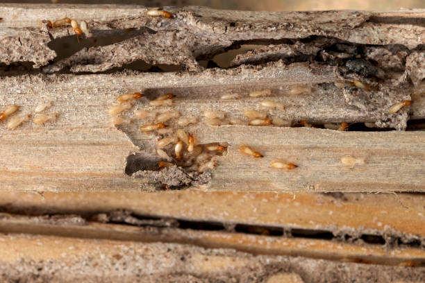 Best Residential Pest Control  in Curtice, OH
