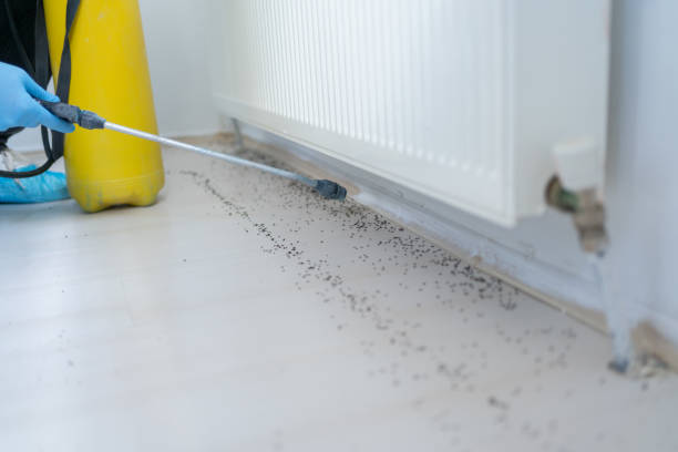 Best Affordable Pest Control Services  in Curtice, OH