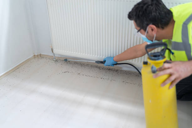 Best Wasp Removal Services  in Curtice, OH